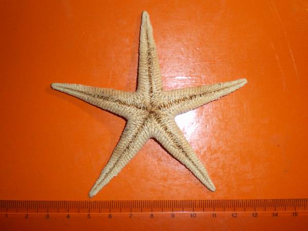 Stelle astropecten spiaggiate (Astropecten sp.)